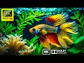 Beautiful Betta Fish True Black 8K Video Ultra HD for 8K TV By TRUE 8K