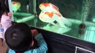 【金魚の館】ジャンボシシガシラ【長洲町】