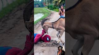 BS219 Spidey vs Goat A Dirt Faceoff 🕷️🐐💥  #spiderman #superherocreator