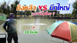 ชิงหลิวปลาบ่อ คันละ 1200 เจอปลาบึกใหญ่ไซด์ 30 โล จะเอาขึ้นไหวไหม ?