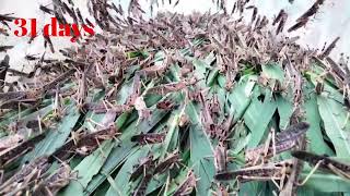 កណ្តូប៣១ថ្ងៃ locusts 31 days are equal well #កណ្តូបចិញ្ចឹម #កណ្តូបធម្មជាតិ #ចិញ្ចឹមកណ្តូប