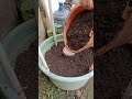 How to make planting media in pots