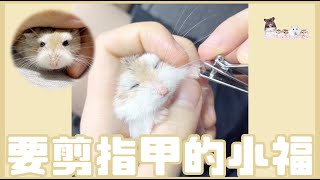 Hamsterdingding．老公公鼠最愛拉筋．倉鼠．小露寶．小路寶．老公公鼠 [小福Siu Fook]