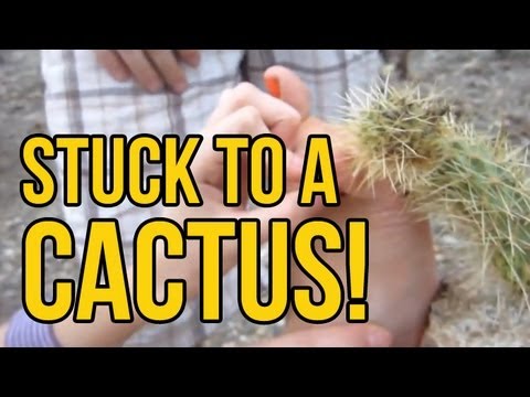 Stuck To A Cactus Youtube