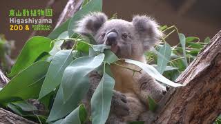 【東山動植物園公式】ホリーの赤ちゃん。ユーカリ はむはむ　《 コアラ 》