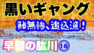 ⑯【黒いギャング】鮎無残、またやって来た！～愛媛県大洲市～