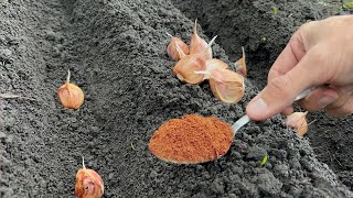 I pour a couple of spoons into the garden when planting garlic in the fall! Planting Garlic in the