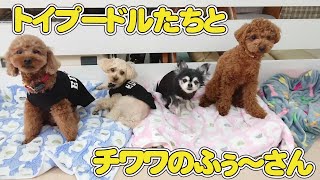 トイプードルたちとチワワのふぅ～さん　🐶ひみつきちなう！#1🐶  (チワワ トイプードル ビションフリーゼ マルチーズ ボストンテリア ミックス犬 シープー) 2022年4月10日