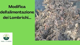 Modifica dell'alimentazione dei Lombrichi...#lombricoltura