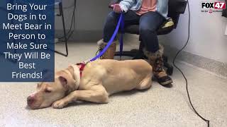 Pet Finder - Meet Bear