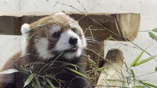 レッサーパンダの食事　埼玉県こども動物自然公園