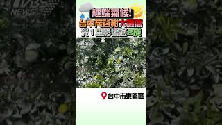 極端氣候!台中茂谷柑大曬傷 光1里影響逾2成｜TVBS新聞 #shorts@TVBSNEWS01