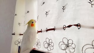 【13才】　13才のお誕生日を迎えたオカメインコの “はな” がカーテンで遊ぶ様子です　pino hana　鳴き声　歌