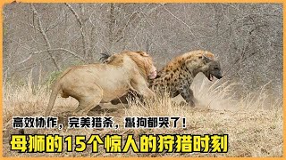 罕见的狮子猎杀场面，包括大象，老虎、鬣狗，水牛、长颈鹿等 | 动物世界