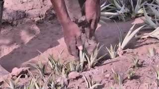 Guinée, DES ÉCOLES POUR PROMOUVOIR L'AGRICULTURE