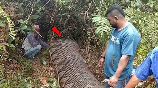 Warga Jatim Gempar !! Dikira Batang Pohon, Ternyata Ular Raksasa Bertapa di Dalam Goa