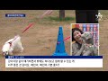 반려견 57마리 좌석 앉아 제주행 뉴스a