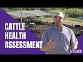 Cattle Health Assessment