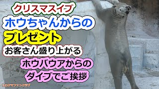 クリスマスイブ💗ホウちゃんからのプレゼント、お客さん盛り上がるホウバウワからのダイブでご挨拶【天王寺動物園】