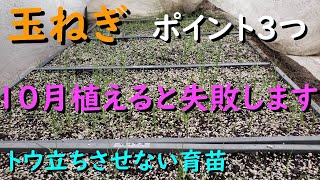 玉ねぎをトウ立ちさせない育苗と植える時期を間違えると失敗するのでお伝えします