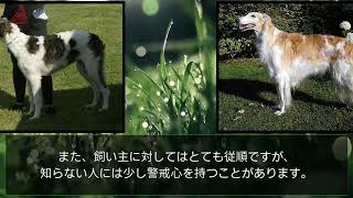 ボルゾイの性格 ロシア生まれの優雅な狩猟犬