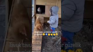 Tavuklara da good morning demeyen de ne bileyim #keşfet #animals #tavuk #chicken #hayvan #kümes