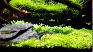 128L Nature aquarium with Danio Tinwinis (Golden Ring Danios) and Pseudomogil Furcatus