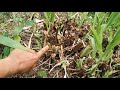 Rumput Odot Di Kebun Pisang //Bagaimana Pertumbuhannya.