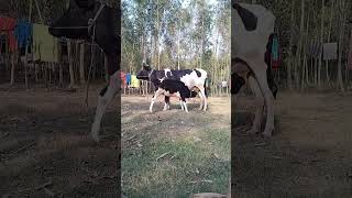 পৃথিবীর সব মা এমনই হয় #shorts #shortvideo