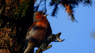 Common chaffinch call song,Bokfink,Зяблик Пение,Pinson des arbres chant,Buchfink Gesang Vink geluid