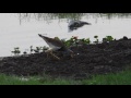 grey headed lapwing feeding