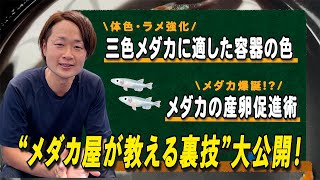 【裏技大公開】メダカお悩みあるあるにお答えします！