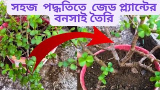 জেড প্ল্যান্ট এর বনসাই করার সহজ পদ্ধতি || সহজ পদ্ধতিতে কাটিং গুলো থেকে অনেক গাছ তৈরি করুন