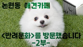 [4K] 강남구 논현동 애견카페 반려문화를 방문했습니다!! -2부- [petlog.29]