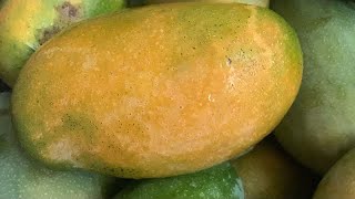 Amrapali mangoes ripened🥭