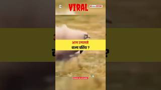 ये परिंदा अपने मुंह से आग कैसे उगल्ता है? Real Story Of Viral Video Fire Bird | #shorts