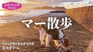 冬のマー散歩 ジャックラッセルテリアの女の子マーレ Jack Russell Terrier