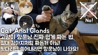 고양이 항문낭 쉽게 짜는 법! 뒷다리만 쓸어내리면 되요, 절대 강아지처럼 짜지마세요! Cat anal glands