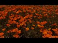 california poppies in bloom