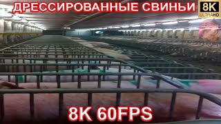 ДРЕССИРОВАННЫЕ СВИНЬИ 8K 60FPS🐷🐷🐷