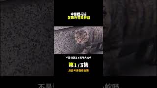 脑袋一歪不服就干，在中国到处可以见到的狸花猫竟然杀到国外去了 #狸花猫 #狸花猫真的不好惹 #中国功夫 #养猫