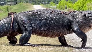 Pissed off Alligator Hisses While Walking Across The Road