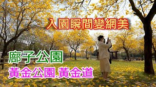 台中最美黃金公園-北屯廍子公園黃花風鈴木