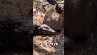 Why Capybaras Are So Friendly?