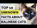 Balinese Cats : Top 10 Amazing Facts About Balinese Cats That Will Leave You Amazed!