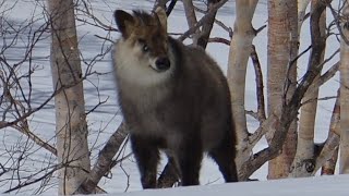 【冬】熊かと思ったら、雪深い磐梯山で野生のカモシカと出会う