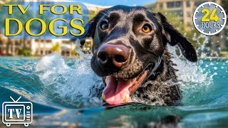 24 Hours of the Best Fun & Relaxing TV for Dogs! Boredom Busting s for Dog with