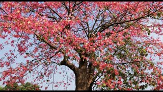 Silk cotton tree/Cotton Tree/Bombax ceiba@EcoFarm July 2020