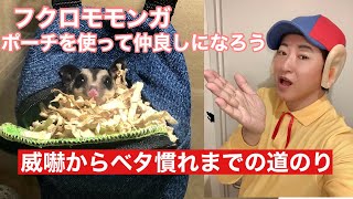 【フクロモモンガ】 威嚇からベタ慣れまでの道のり モモンガポーチを使って仲良くなろう！