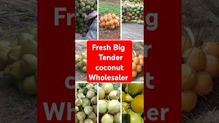 Fresh Big Tender Coconut ! #shorts #coconuts  ! How to start Tender Coconut business, coconut water